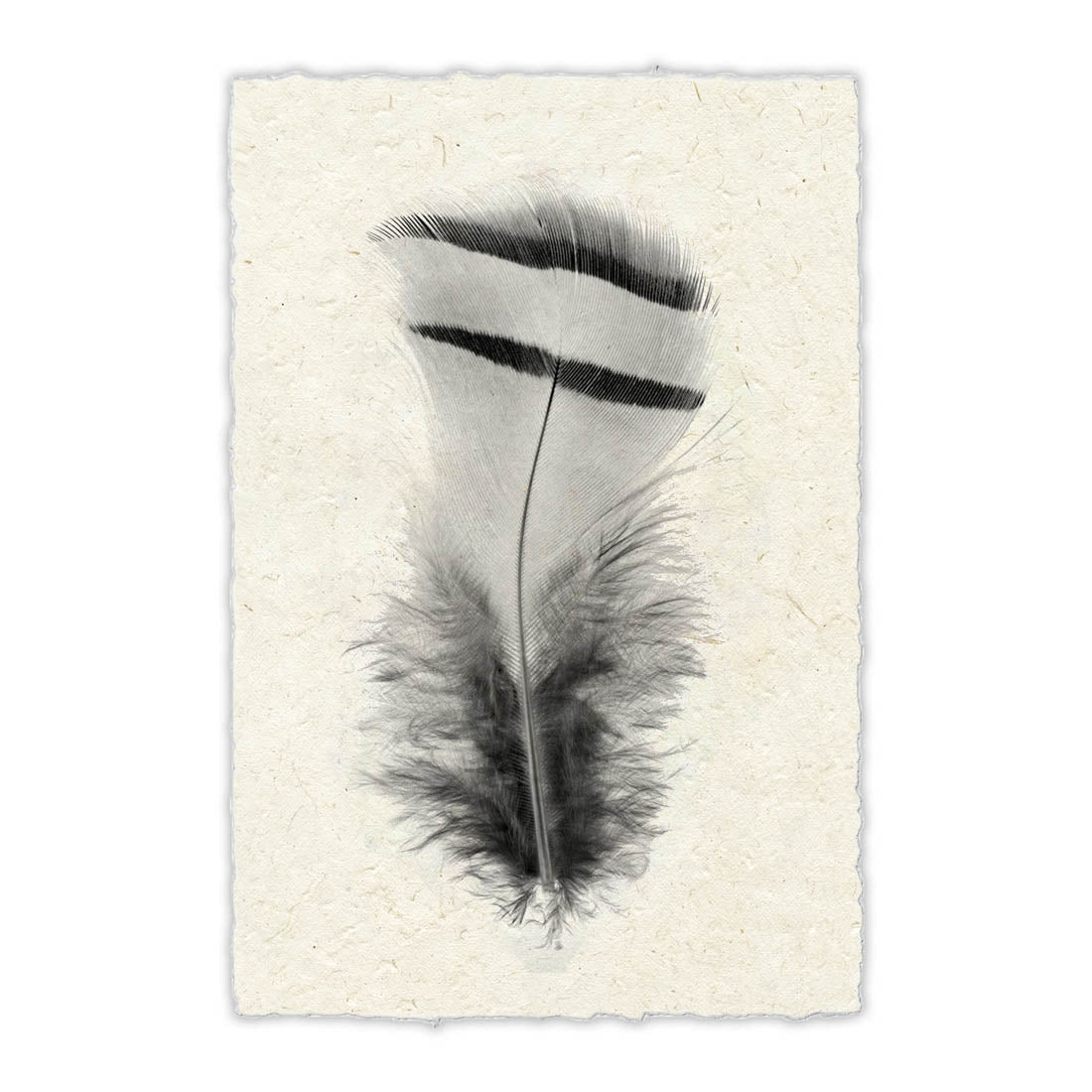 Willow + Wild White Paper - White Mat - White Frame 24" x 34"