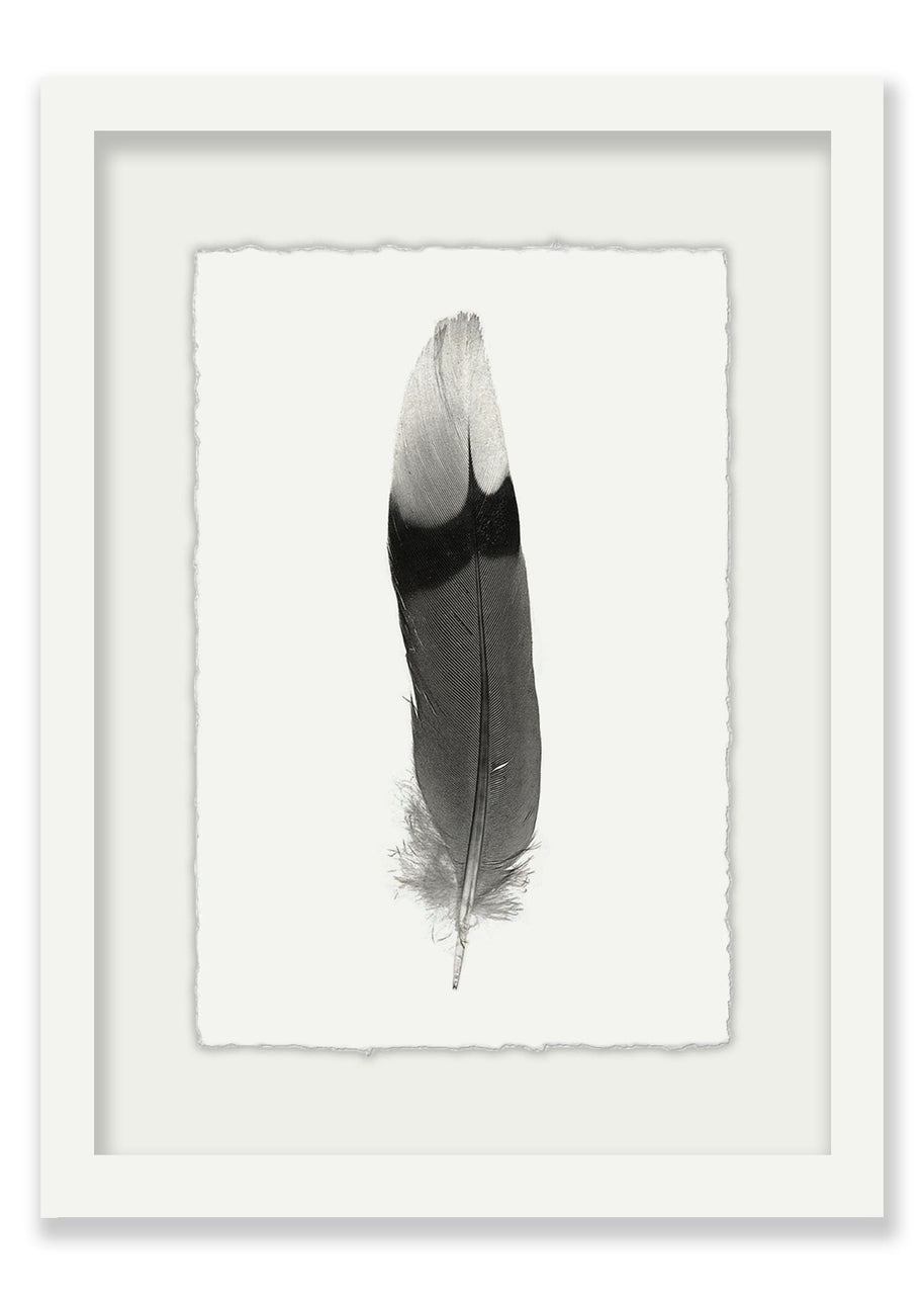 Willow + Wild Feather #9 White Paper - White Mat - Black Frame 15"x20"