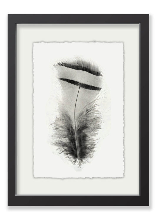 Willow + Wild Feather # 15 White Paper - White Mat - Black Frame 15" x 20"